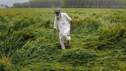 Weather Alert - Bad Weather May Hit Agriculture Across Punjab