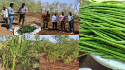Poor Farmer Turns into a Millionaire with Simple Drumstick (Moringa) Cultivation: Success Story of Praveen Bhai Patel