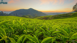 What is ‘Kangra Tea’ And How It Is Cultivated? – Know The Details