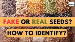  Identify Fake Seeds – Guide to Distinguish Real Seeds from Fake Seeds