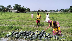 Assam Farmers Left Devasted After A Huge Crop Loss, Appeal To Govt For Support