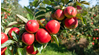 Tips to Grow Apples in Hot Climate of India