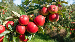Tips to Grow Apples in Hot Climate of India
