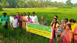 Alappuzha Paddy Farmers Embrace Drone Technology