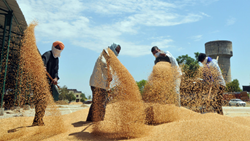 India Plans To Loosen Wheat Procurement Rules to Replenish Supplies