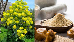  Asafoetida Cultivation in India: A Flavorful Spice with Rich Historical and Agricultural Significance- Farming Tips