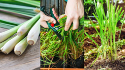 Best Guide to Grow Tons of Lemon Grass at Home