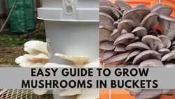 Beginner's Guide to Grow Mushrooms in Bucket