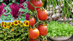 Best Tomato Companion Plants: Obtain Healthy Tomatoes