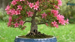 Tools And Materials For Bonsai