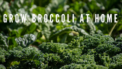 Easy Steps to Grow Broccoli at Home- Quick and Simple Guide