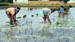 Paddy Sowing Gathers Momentum, 3.40% Increase in Acreage Compared to Last Year