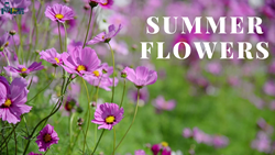 Popular Flower Plants You Should Grow This Summer For A Vibrant Touch 