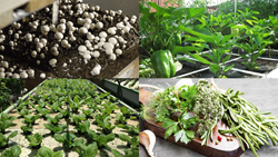 How to Make Money through Rooftop Farming- Follow These Effective Ways to Increase Income