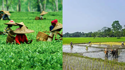 Assam's Agriculture: A Tapestry of Diversity and Innovation