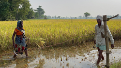 Weather Impact: Crops in Many Parts of Telangana Damaged by Unseasonal Rain and Hail