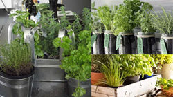 Top 10 Essential Herbs to Grow through Kitchen Gardening 