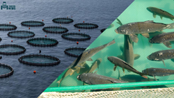 Mariculture Vs Aquaculture: Difference & Comparison of these Aquatic Farming Types