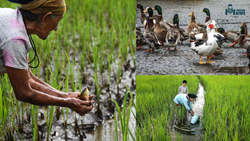 3-in-1 Farming in Arunachal Pradesh: Mixture of Rice, Fish, & Duck Farming, More Profit in Less Investment