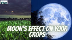 Do You Know How Moon Effects Your Crop? Know All About Blue Moon 2023