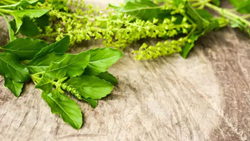 Know All About Indian Medicinal Plants For A Healthy You