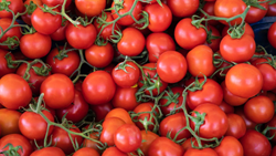 Government in Talks with ONDC for Rs 70/kg Subsidized Online Tomato Sale