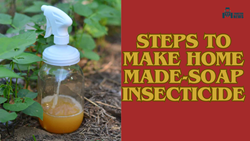 Soap-Based Insecticides: Safe and Natural Way to Protect Plants from Pest