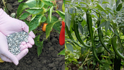 A Detailed Guide on Chilli Fertilizer Schedule- Obtain Quality Chilli