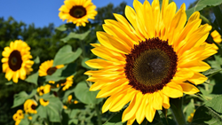 What is Sunflower Farming and The Steps Involved in It?