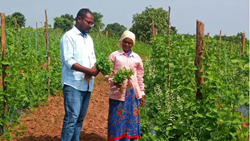 Innovative Multi-Layer Cultivation Technique Transforms Farming Profit in Telangana