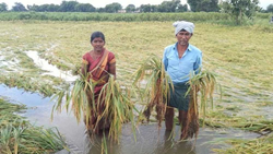 Unseasonal Rains Cause Heavy Damage To Crops in Telangana, Farmers in Distress