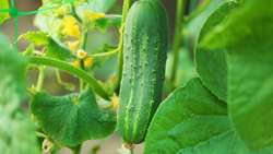 Easy Tips for a Successful Cucumber (Kheera) Farming in India