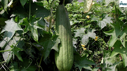  Know All About Loofa Farming or Sponge Gourd 