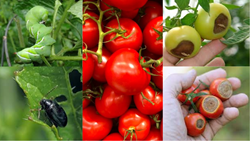 Easy and Effective Tips to Control Tomato Disease and Pest