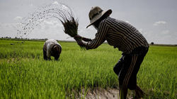 India's Agriculture Battles Monsoon Challenges, Crop Losses, & Falling Reservoirs, Straining Economy