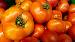 Tomato Prices Hit Record Lows at Rs 2 Per Kg, Farmers Throw Away the Stock