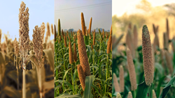 FAQs on Growing Millets in India- A Detailed Guide for Millet Cultivation 