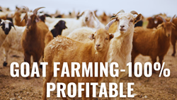 Unlocking Profit Potential: Get Lucrative Loans and Subsidies on Goat Farming