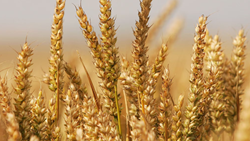 Government to Resume Wheat Procurement, MP Farmers  Appreciate