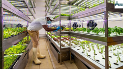 Why Vertical Farming is Not a Get-Rich-Quick Industry?