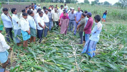 Heavy Rain & Hail Causes Damage To Crops & The Stored Grains In Karimnagar, Warangal Districts