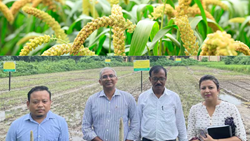 ICRISAT and Assam Govt Collaborate to Promote Millets, Aims to Boost Cultivation, Production, & Consumption of Millets