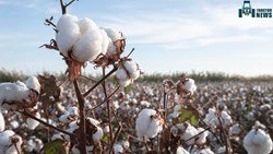 Cotton Cultivation Equipments -Know everything About It