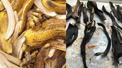 Know How Banana Dried Peels Can Enhance Garden Fertility