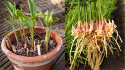 Growing Ginger in Containers: A Step-by-Step Guide