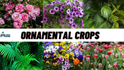 What Are Ornamental Crops & Where It Is Used? - Know In Detail