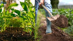 Difference Between Two Popular Farming Techniques: Biodynamic Farming & Organic Farming 