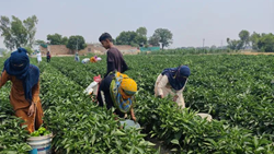 Excess Production Forces Punjab Farmers To Sell Capsicum At Rs 2 Per Kg