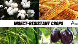 Insect-Resistant Crops in India And Their Impact on Indian Agriculture