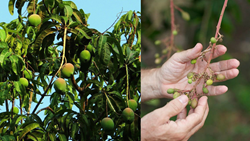 20 Per Cent of Country’s Mango Crop Damaged By Untimely Rain and Hailstorm